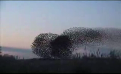 Starlings on Otmoor