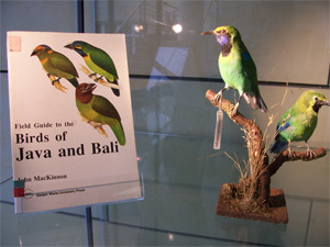 «Vögel in Asien und Afrika» – AAI-Ausstellung